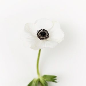 Meet your Posher, Jolie